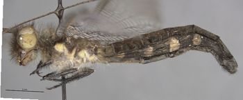 Media type: image;   Entomology 11264 Aspect: habitus lateral view